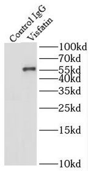 NAMPT Antibody