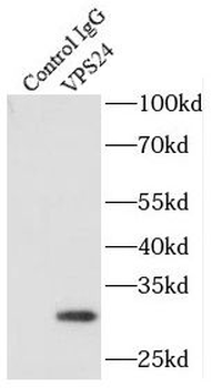 CHMP3 Rabbit Polyclonal Antibody