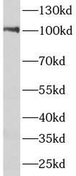 PIK3C3 Antibody