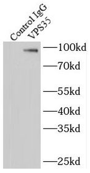 VPS35 Antibody