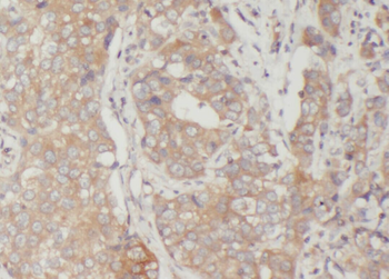 VTCN1 Antibody