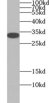 WBP1 Rabbit Polyclonal Antibody