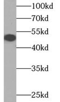 DCAF12 Antibody