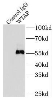 WTAP Rabbit Polyclonal Antibody