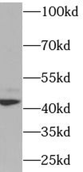 XRCC4 Antibody