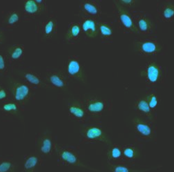 XRCC4 Antibody