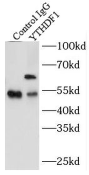 YTHDF1 Antibody