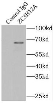 ZC3H12A Antibody