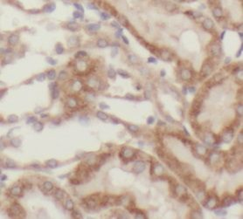 SLC39A7 Antibody