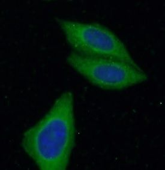 SLC39A8 Rabbit Polyclonal Antibody