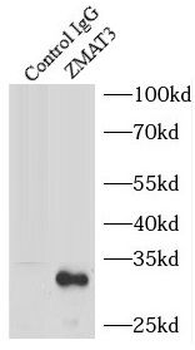 ZMAT3 Rabbit Polyclonal Antibody