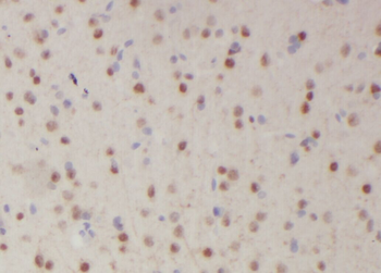 ZNF488 Rabbit Polyclonal Antibody