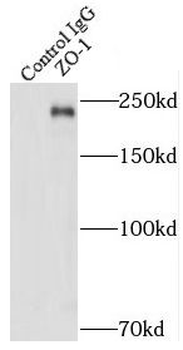 TJP1 Antibody