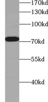 ZXDC Antibody