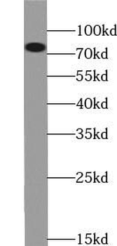 ZYX Mouse Monoclonal Antibody