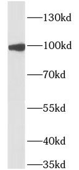 IL17RA Antibody