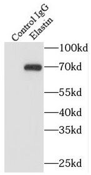 ELN Antibody