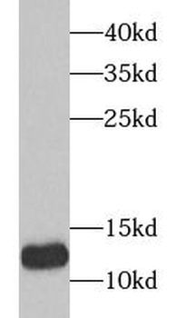 TXN2 Antibody