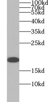 BIRC5 Antibody