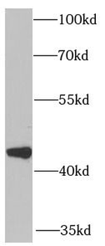 CXCR3 Antibody