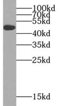 VEGFC Antibody