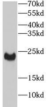 ANGPTL8 Antibody