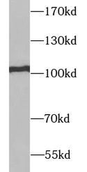 RAPGEF3 Antibody