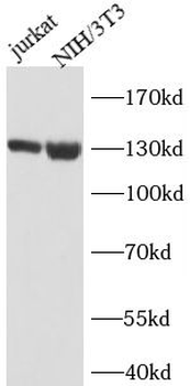 JAK1 Antibody