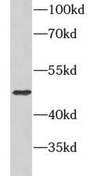 CD82 Antibody