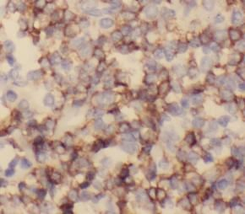 CD82 Antibody