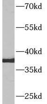AQP9 Antibody