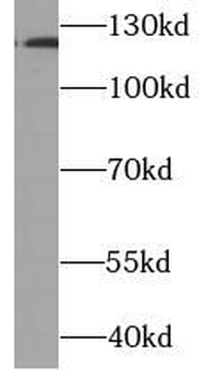 HIF1A Mouse Monoclonal Antibody