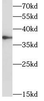 TOMM40 Antibody