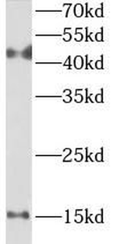 REG3A Antibody