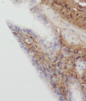 DEFB4A Rabbit Polyclonal Antibody