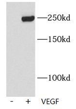 Phospho VEGF Receptor 2  (Y1175) Rabbit Polyclonal Antibody