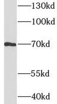 IL4I1 Antibody