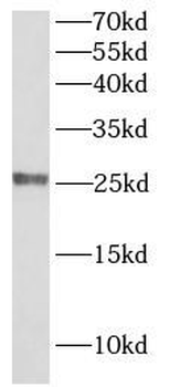 CLDN5 Antibody