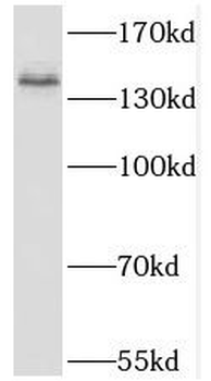 KIT Antibody