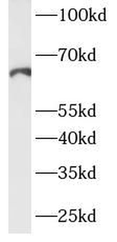 PTGS2 Antibody