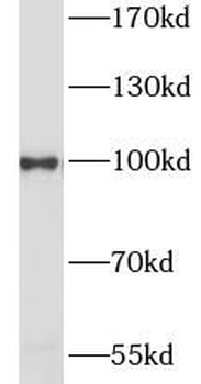 HSP90AA1 Antibody