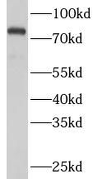 HSPA5 Antibody