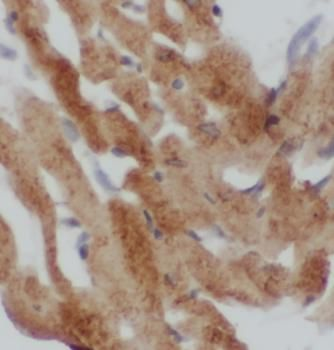 PLN Rabbit Polyclonal Antibody