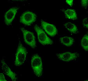 CASP3 Rabbit Polyclonal Antibody