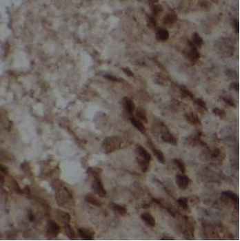 WEE1 Rabbit Polyclonal Antibody