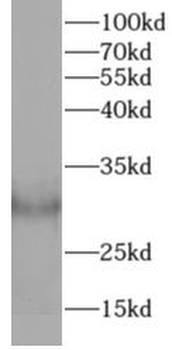 COL10A1 Antibody