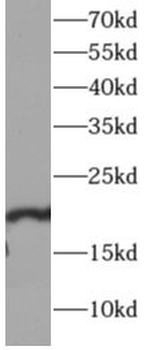 SKP1 Antibody