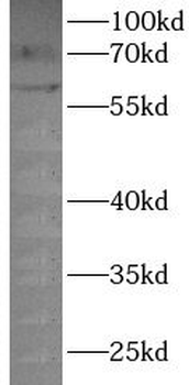 P2RX4 Rabbit Polyclonal Antibody