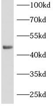 MSI1 Antibody