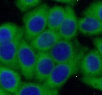 CASP7 Rabbit Polyclonal Antibody